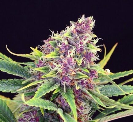 Buy Premium Purple Kush Plants Online | SeedDepot Canada